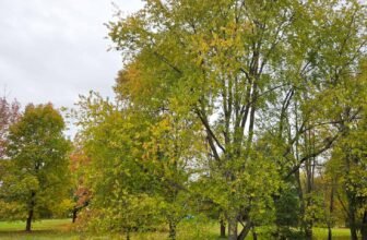 The Little Issues E-newsletter #493 – Life, laughter, and plenty of nice meals!