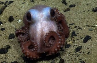 Trump Simply Screwed the Atlantic’s Solely Marine Monument